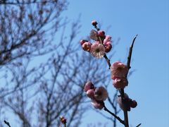 -无锡梅园公园