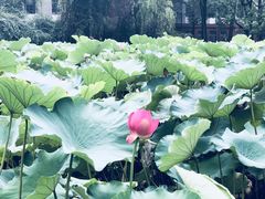 -四川大学(望江校区)