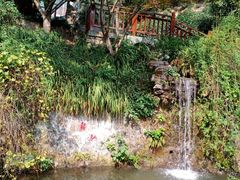 -十八棵（老龙井）御茶园(老龙井店)