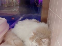 -FAELING PETS美天灵宠物(富力广场店)