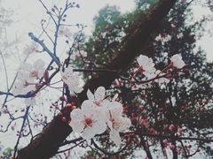 -重庆市江北嘴中央商务区中央公园