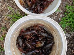 -同銮特种养殖场·龙虾垂钓