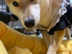 -逗柴咖啡屋·狗咖猫咖宠物桌游