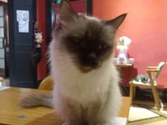 -猫色咖啡·猫咖