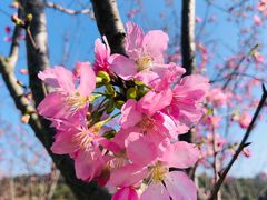 -福建鲤鱼洲酒店