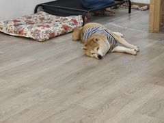 -柴迷FANS CLUB·柴犬狗咖·猫咖