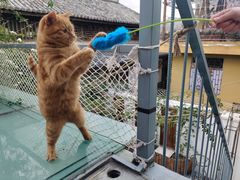 -喵屿·大理花园猫咖