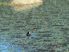 -腾冲北海湿地