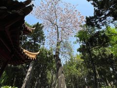 -嘉定紫藤园