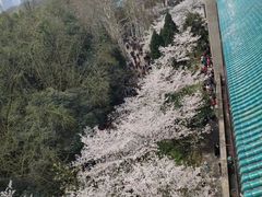 -武汉大学-樱园
