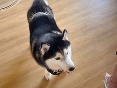 -Husky Go! 哈士奇体验馆·宠物咖啡厅狗咖