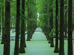 -渌洋湖湿地公园