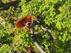 -青藏高原野生动物园