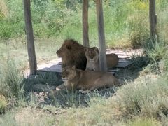 -新疆天山野生动物园