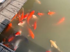 -大湾区中央湿地公园