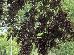 -上海交通大学(闵行校区)