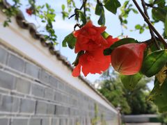 -八大山人梅湖景区