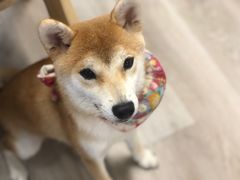 -柴迷FANS CLUB·柴犬狗咖·猫咖