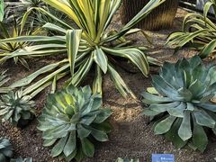 -南山植物园