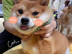 -逗柴咖啡屋·狗咖猫咖宠物桌游