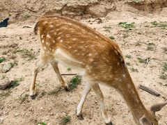 -西安秦岭野生动物园