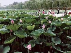 -蒲河岛湿地公园