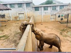 -西霞口神雕山野生动物世界