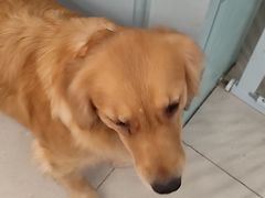 -安格丽娜·狗咖·猫咖羊驼咖(春熙路百盛商场店)