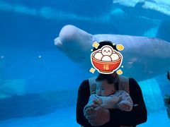 -海合安武汉极地海洋公园