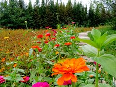 -桤木河湿地公园