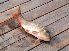 -五家山森林公园滑雪场