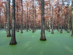-渌洋湖湿地公园