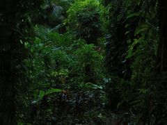 -广西壮族自治区药用植物园