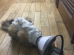 -纳吉亚猫专科动物医院博雅分院