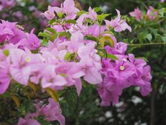 -深圳市中科院仙湖植物园