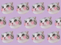 -爱宠屋pet shop·宠物洗澡·宠物美容