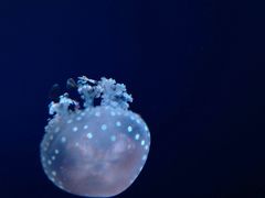 iphone_upload_pic-瑞普利水族馆