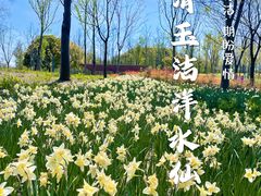 -上海滨江森林公园