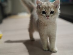 -东方名猫馆·英短金渐层布偶猫舍(环线广场1号楼店)