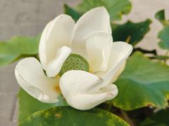-莲花池公园