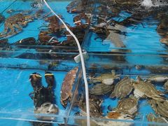 -济南海鲜大市场