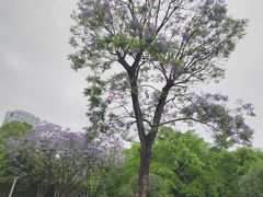 -重庆中央公园(渝北区)