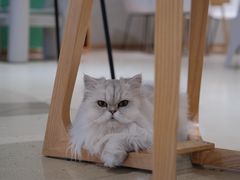 -藏猫猫咖啡主题馆(中央大道店)