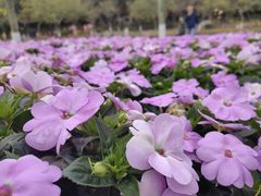-广州莲花山旅游区