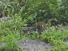 -长春市南湖公园