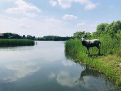 -溱湖国家湿地公园