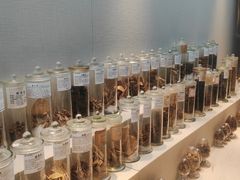 -广东中医药博物馆