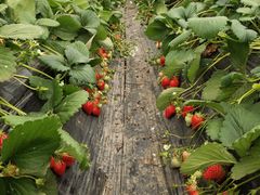 -恒绿农产品草莓采摘园