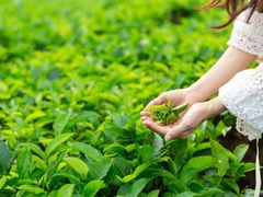 -帐篷客·溪龙茶谷度假酒店