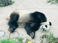 -都江堰中华大熊猫苑